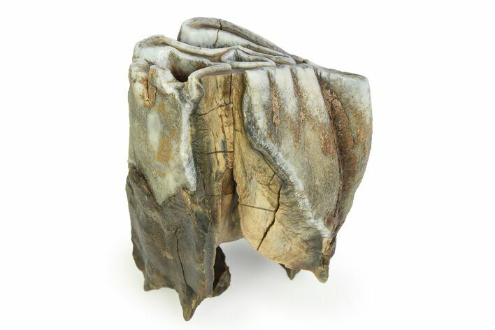 Fossil Woolly Rhino (Coelodonta) Tooth - Siberia #350938